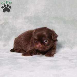 Bubbles, Shih Tzu Puppy